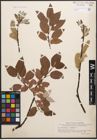 Foto von Salix caprea L. x Salix lapponum L.